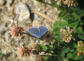 Dolomiten, Rodeneck Schmetterling