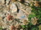 Dolomiten, Rodeneck Schmetterling