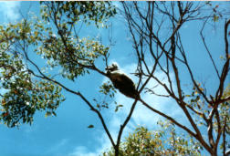 Koalas im Baum