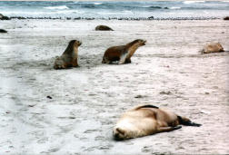 Seehunde