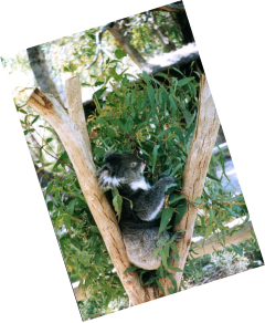 Cleland Nationalpark