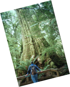 Melba Gully