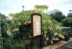 Trompetenblume im Botanischem Garten