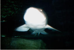 Hai im Aquarium