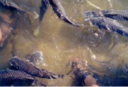 Fisch Feeding