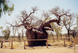 Prisson Tree