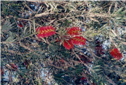 Banksia