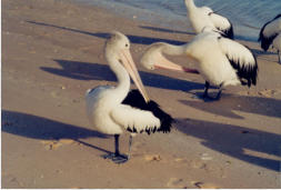 Pelikane