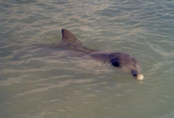 Delfin
