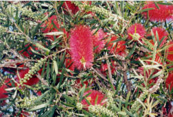 Banksia