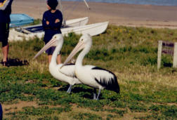 Pelikane