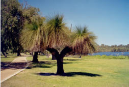Grastree