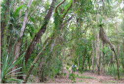 Holmes Jungle Park