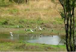 Fogg Dam Billabong