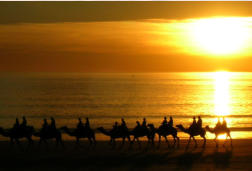 Kamele am Cable Beach