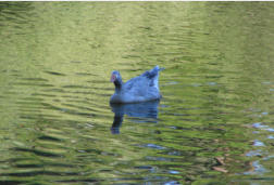 Ente