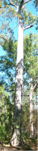 King Jarrah
