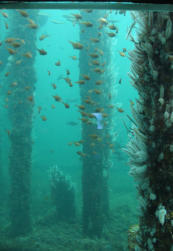 Jetty unter Wasser