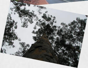 Beedelup NP