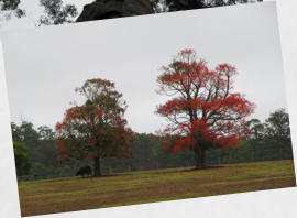 Beedelup NP