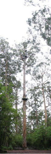 Bicentennial Tree