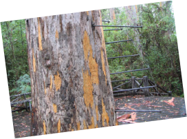 Bicentennial Tree