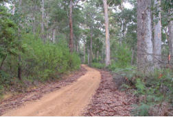 Great Forest Trees Drive