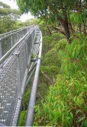 Tree Top Walk