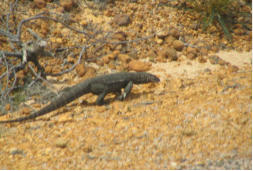 Cape Le Grand NP Echse