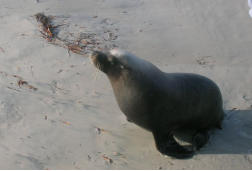 Sammy the Seal