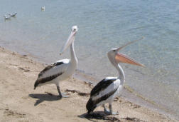Streaky Bay