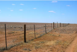 Dog Fence