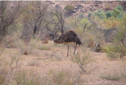 Brachin Gorge, Emu