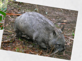 Wombat
