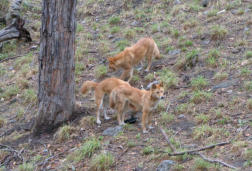 Dingo