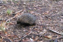 Echidna
