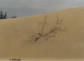 Die Dnen von Maspalomas