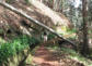 Levada da Central da Ribeira Janela