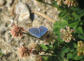 Dolomiten, Rodeneck Schmetterling